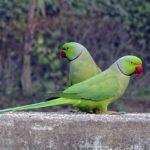 bird, parakeet, green-2053035.jpg