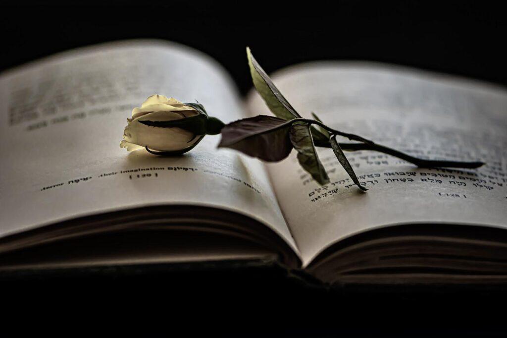 book, reading, rose-6668398.jpg