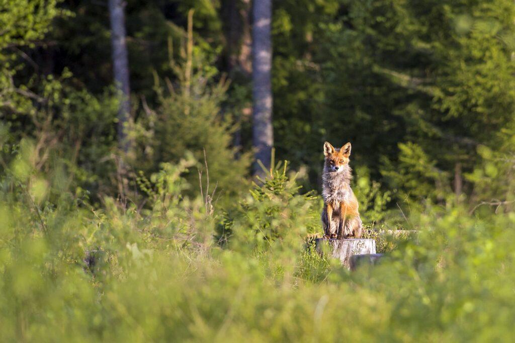 red fox, vulpes vulpes, animal-4808560.jpg