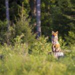 red fox, vulpes vulpes, animal-4808560.jpg